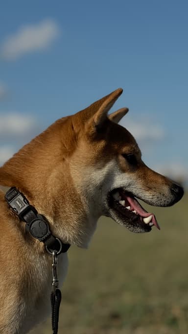 tadhoku's profile picture