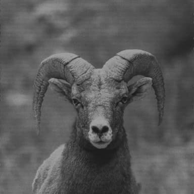 MossBeats666_'s profile picture