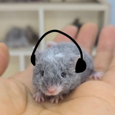 Racquet's profile picture