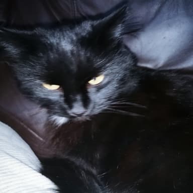 StephCookedUp's profile picture