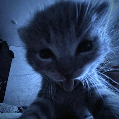 Cheesy's profile picture