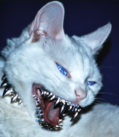 ursuchaparadox's profile picture