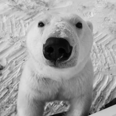 POLAR_611's profile picture