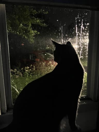 royal's profile picture