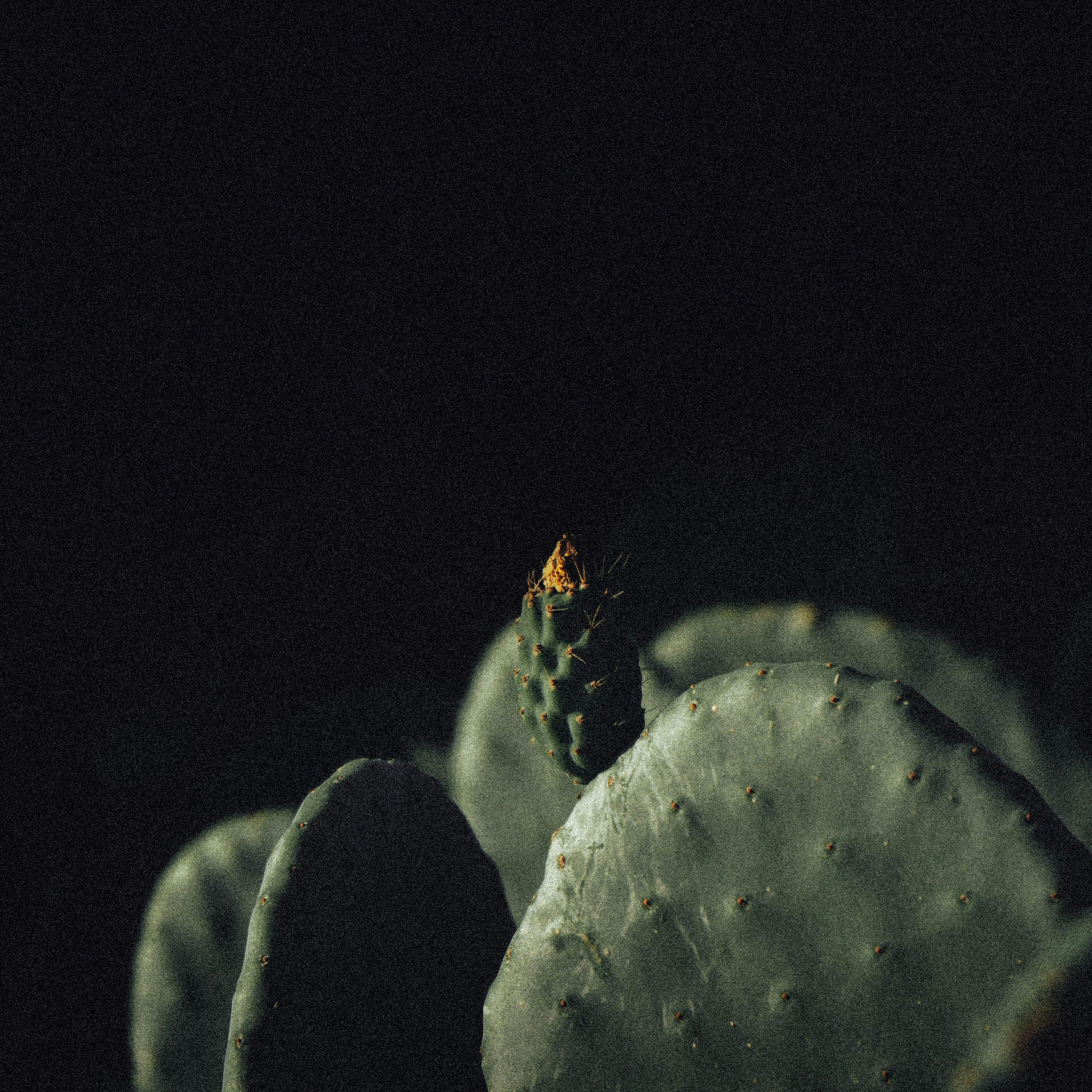 Dance - Travis Scott