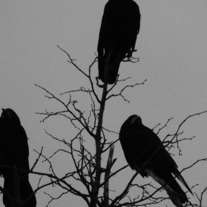 Perched  artwork by TrinXity