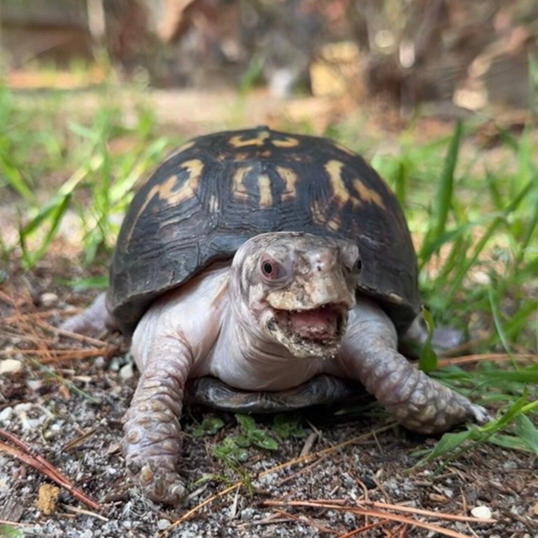 Turtle artwork by OmgDxvid